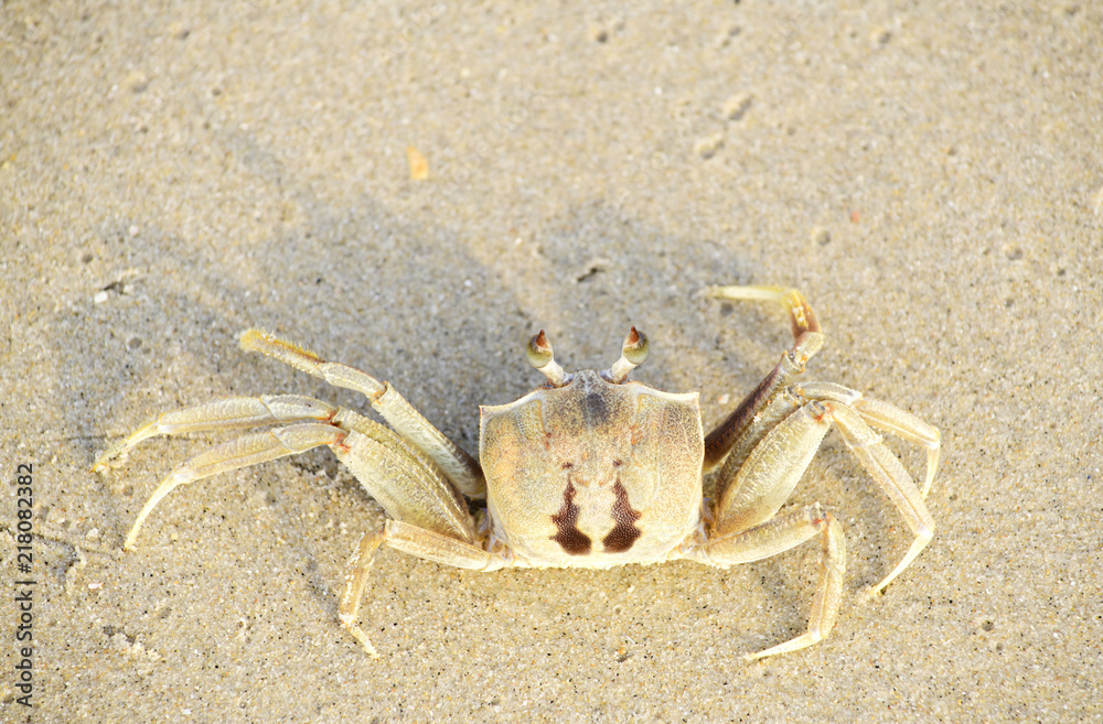 A crab that walks on the beach, the seafront, the morning  