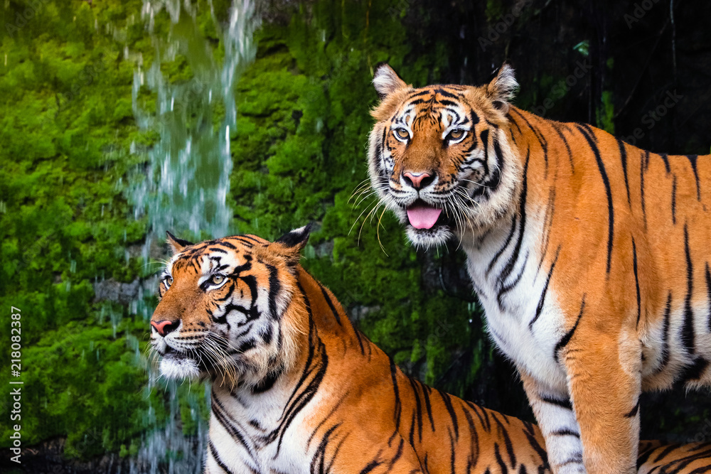 beautiful couple bengal tigers with lush green habitat background beautiful couple bengal tigers with lush green habitat background
