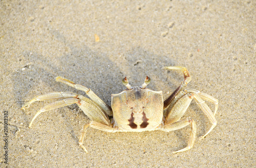 A crab that walks on the beach  the seafront  the morning  