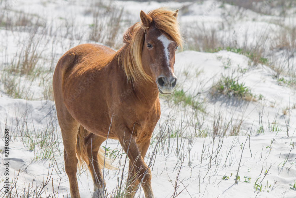 Trotting wild pony from Assateague Island, part of the US National Park Service