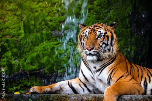 Fotografia close up portrait of beautiful bengal tiger with lush green habitat background