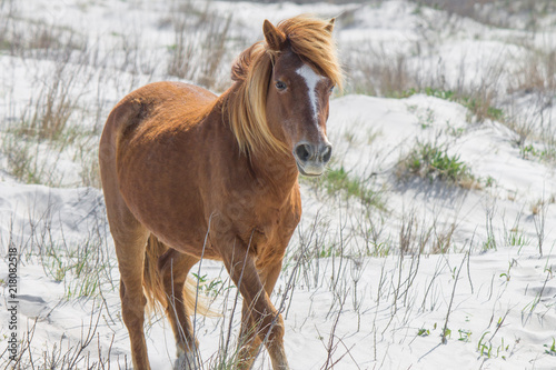 Trotting wild pony from Assateague Island, part of the US National Park Service photo