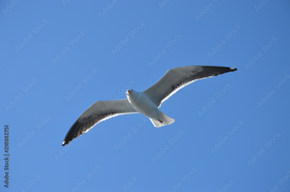 Obraz premium belchayka