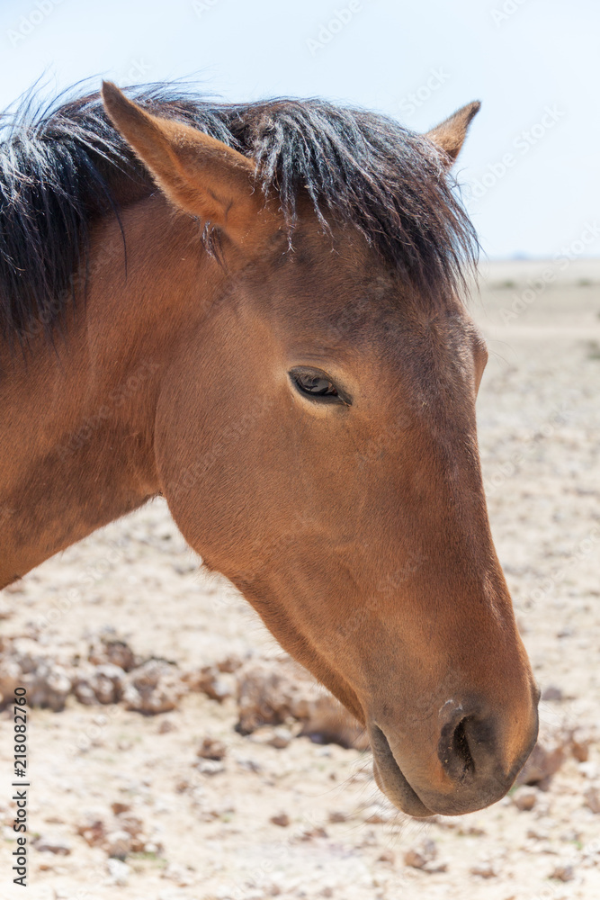 Obraz premium Wüstenpferde in Namibia