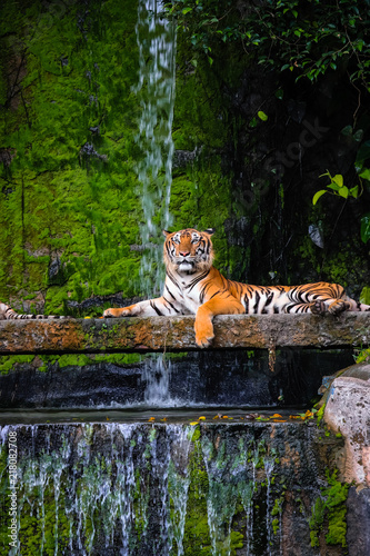 beautiful bengal tiger with lush green and waterfall habitat background