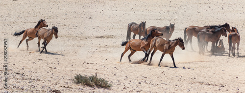 Obraz na plátně Wüstenpferde in Namibia