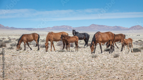 Wüstenpferde in Namibia