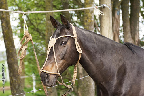Fototapeta Naklejka Na Ścianę i Meble -  Portrait of a dark polo horse in summer 