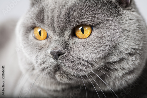 British Shorthair Face Close-Up