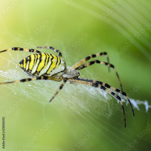 The female spider-wasp