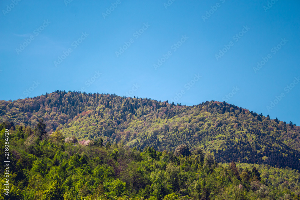 Tree covered hill in background under blue sky