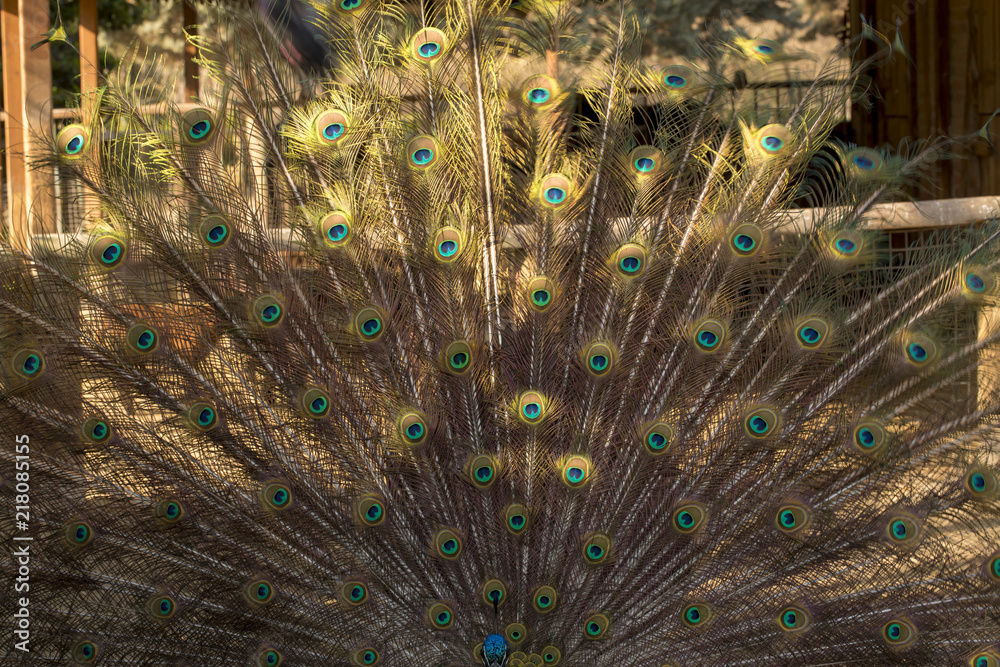 Fototapeta premium Male Peacock Bird. Open Feathers Tail