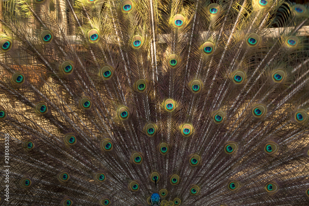 Obraz premium Male Peacock Bird. Open Feathers Tail