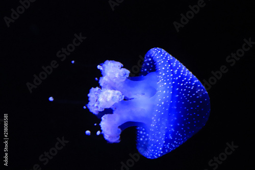Jellyfish Swimming In The Sea. Medusa