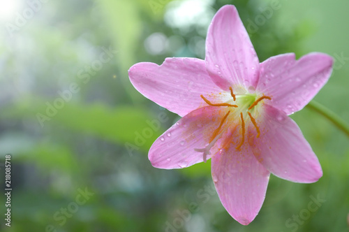 Pink rain lily, Zephyranthes sp., Central of Thailand