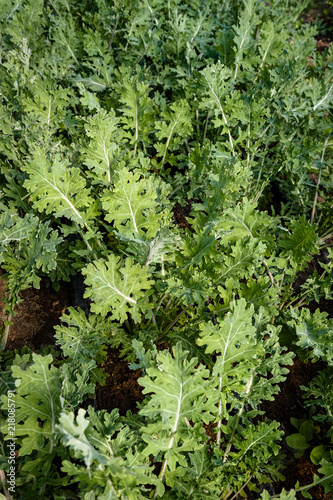 Fresh green kale at the farm waiting to be harvested.