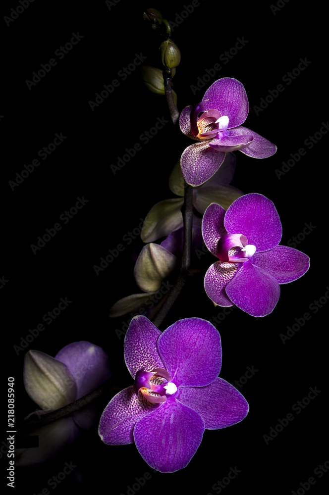 Naklejka premium orchid