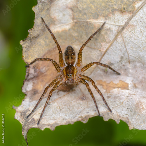 The female spider lurked on a dry sheet photo