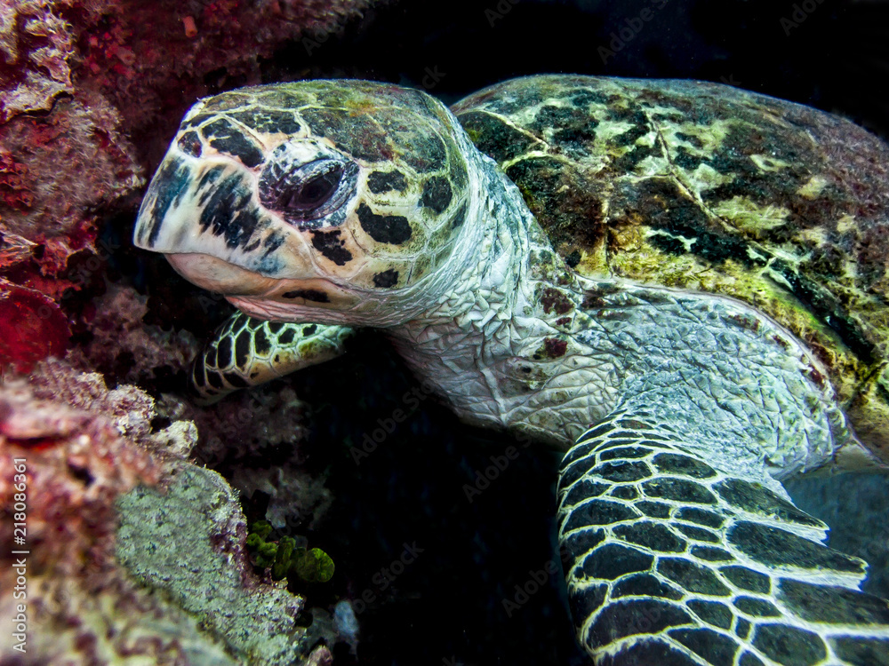 Obraz premium Turtle