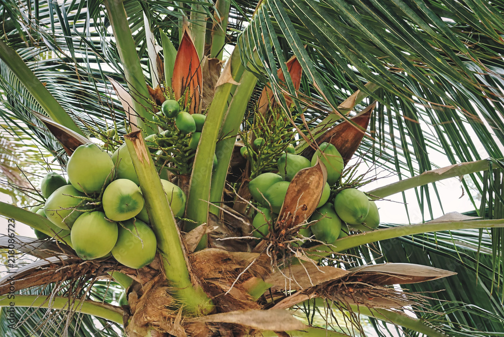 Fototapeta premium Close-up Bunch of Green Coconut Fruits on the Tree