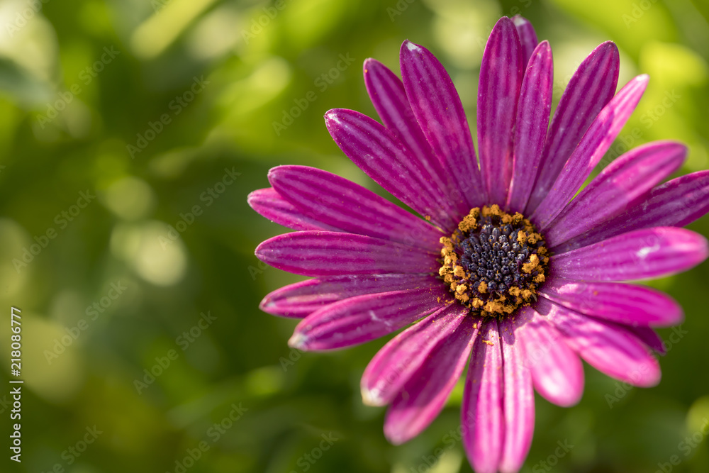 Flower Flower