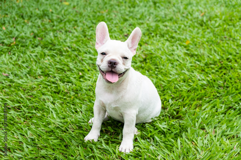 French Bulldog