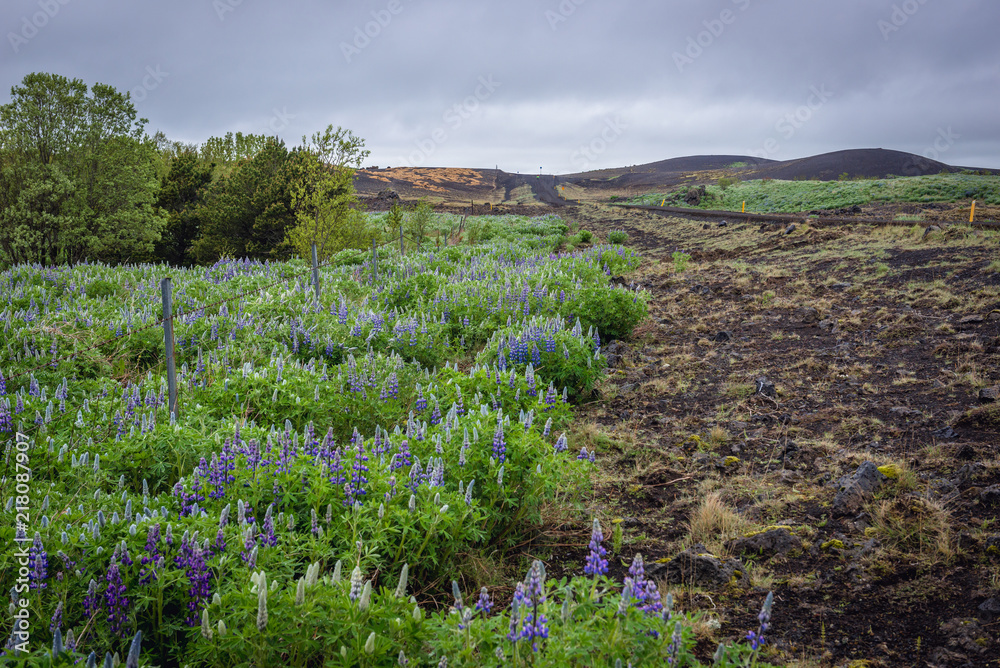 Obraz premium Lupinus nootkatensis flowers along route 264 near Keldur historical farm in southern Iceland