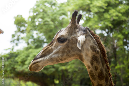 Closeup view of a giraffe face © FAMILY STOCK