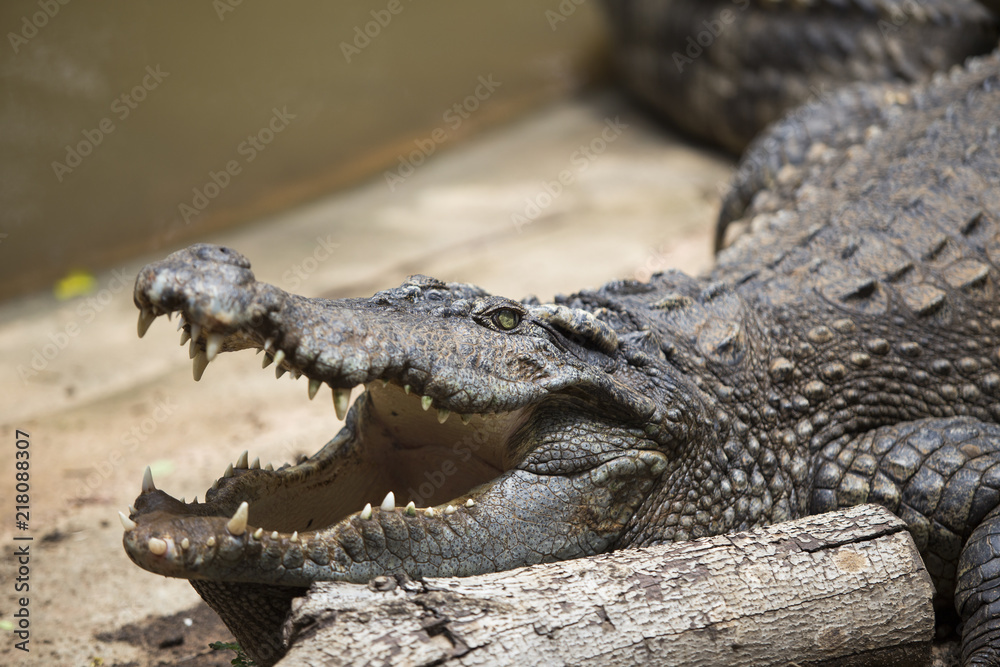 Obraz premium Crocodiles Resting at Crocodile Farm in Thailand
