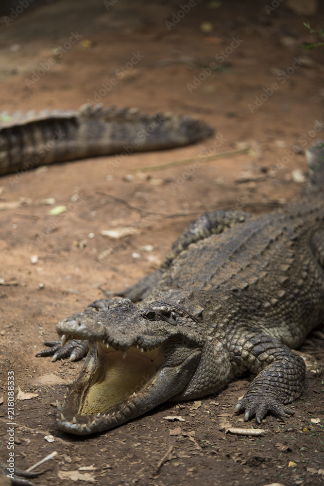 Crocodiles Resting at Crocodile Farm in Thailand Crocodiles Resting at Crocodile Farm in Thailand