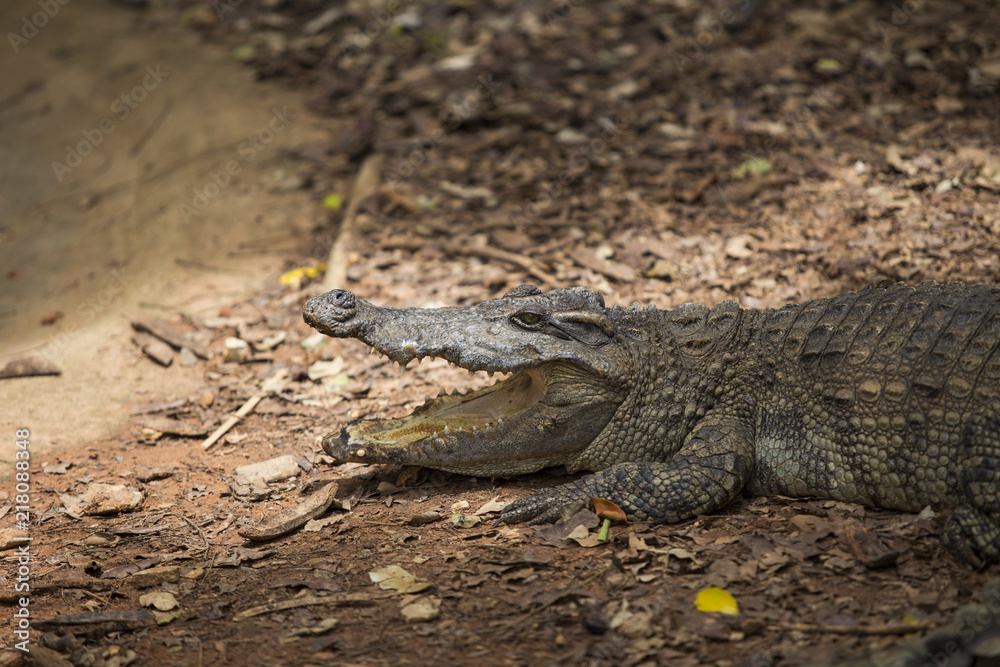 Fototapeta premium Crocodiles Resting at Crocodile Farm in Thailand