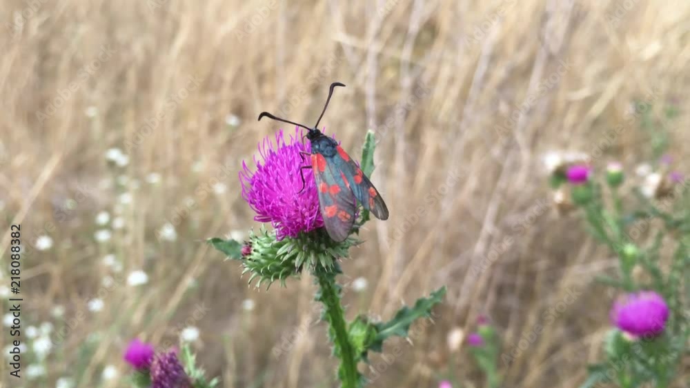 Mariendistel mit Sechsfleck-Widderchen - Erdeichel-Widderchen