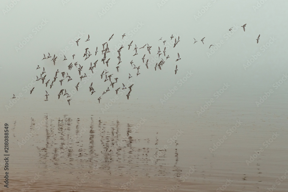 Reflection of a group of birds flying together over the water on a foggy day Reflection of a group of birds flying together over the water on a foggy day