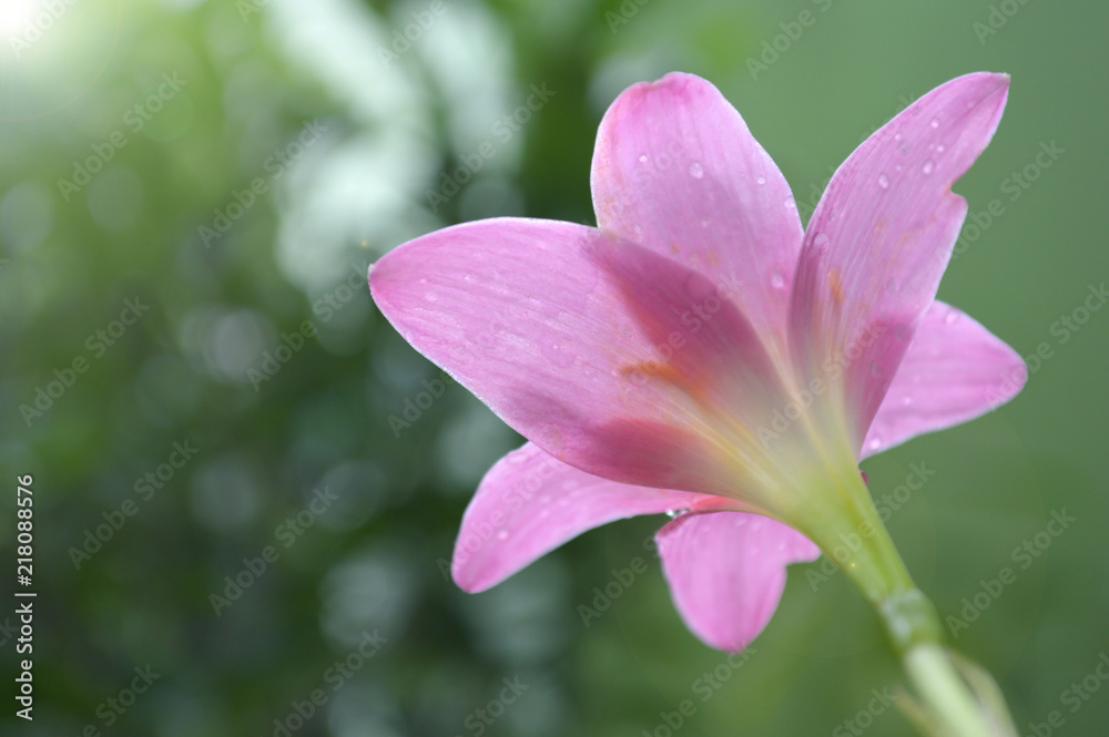Pink rain lily, Zephyranthes sp., Central of Thailand Pink rain lily, Zephyranthes sp., Central of Thailand