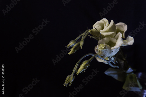 weiße Rose vor schwarzem Hintergrund
