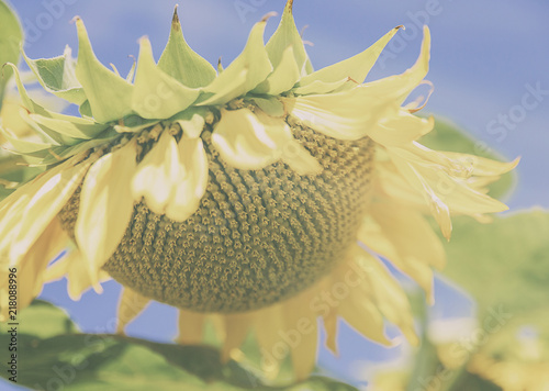 sunflower in august photo