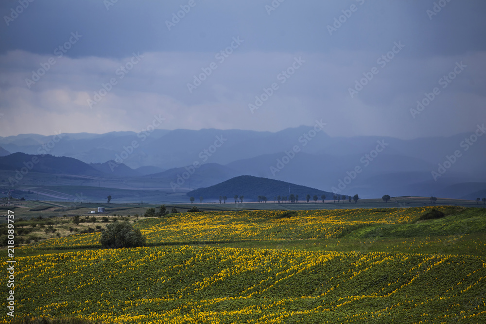 Naklejka premium Sunflower field
