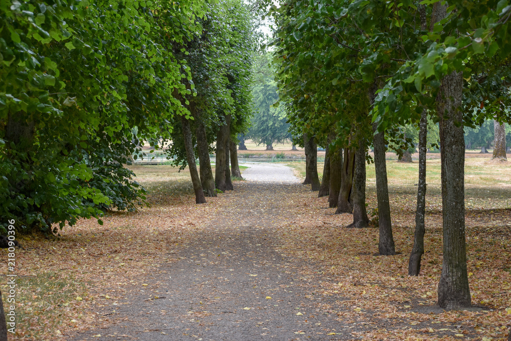 Fototapeta premium Alley of trees at Drottningholm Royal Palace