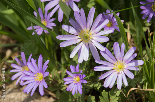 Pretty purple Grecian Balkan Anemone flowers close-up