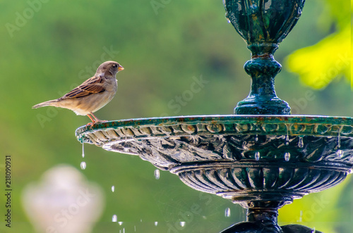 sparrow standing about to drinking water