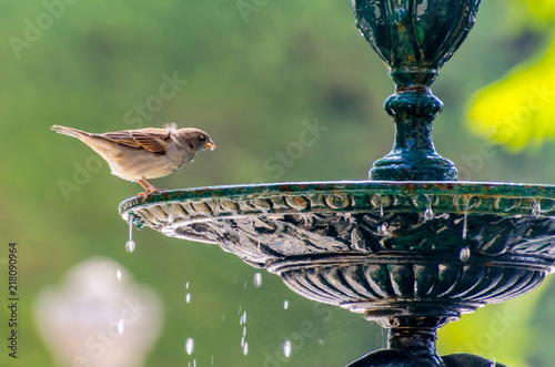 Fotomurale sparrow drinking water