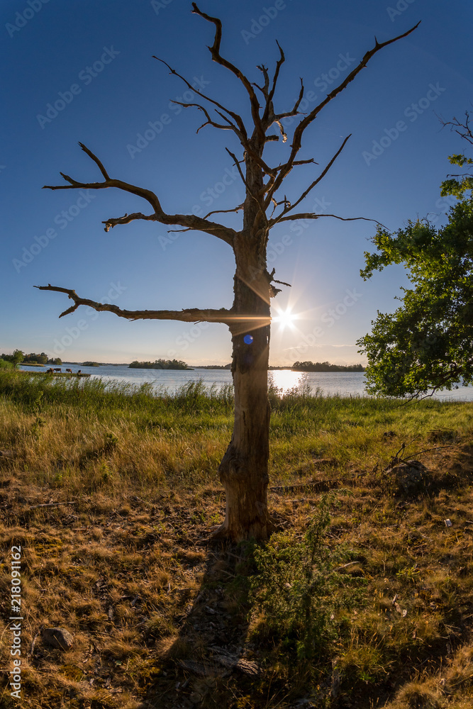 Obraz premium Dead tree in sunset