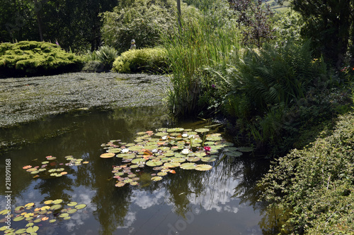Garden pond with Lily pads