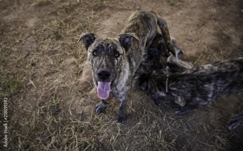 Abandoned dogs © esebene