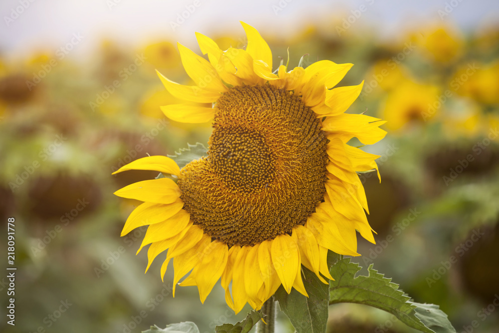 Fototapeta premium Sunflower field