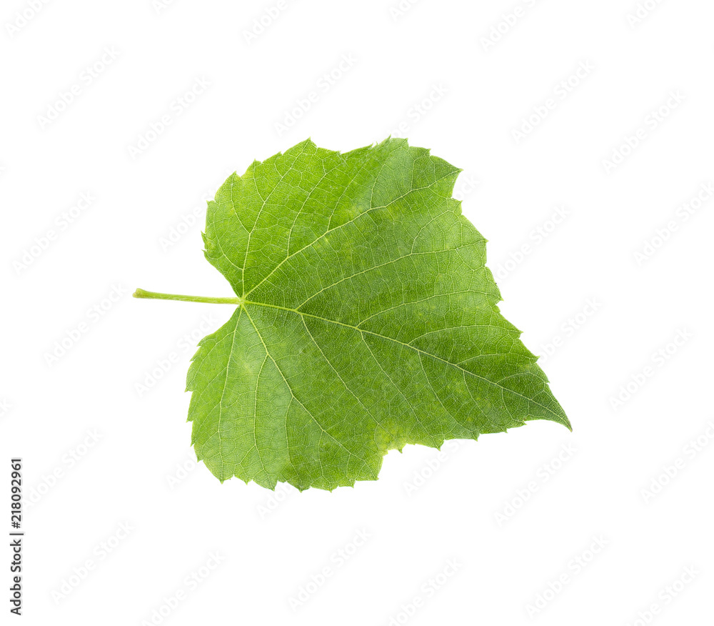 Fototapeta premium a grape leaf on a white background