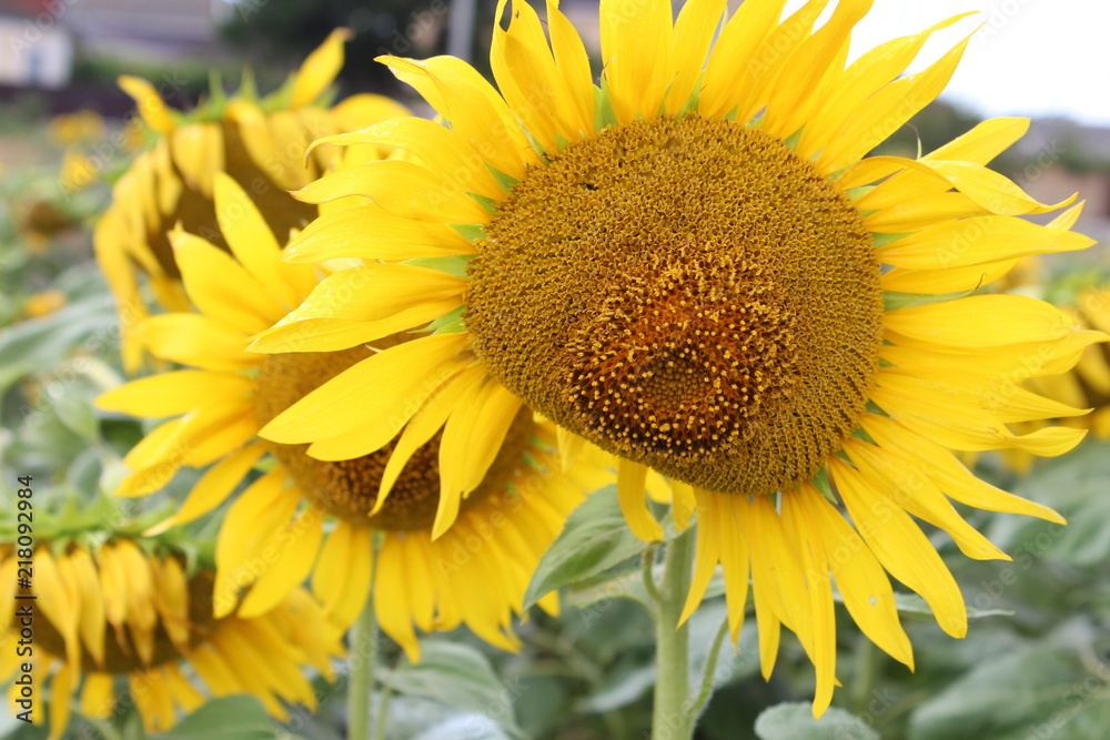 Naklejka premium Sunflowers closeup