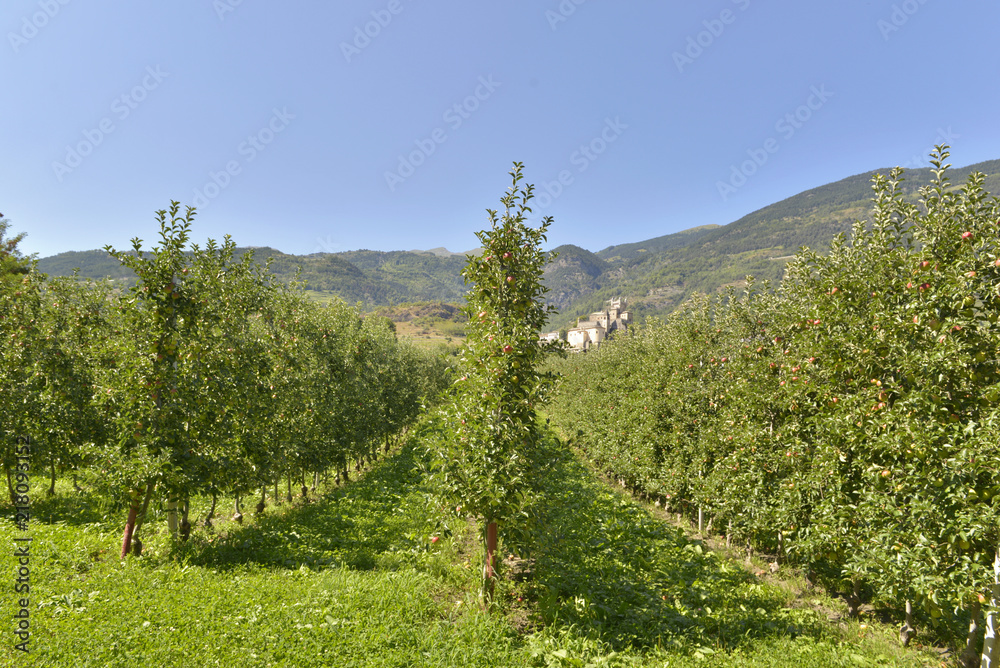 rows of  apples trees in orchard in the  italian alps 