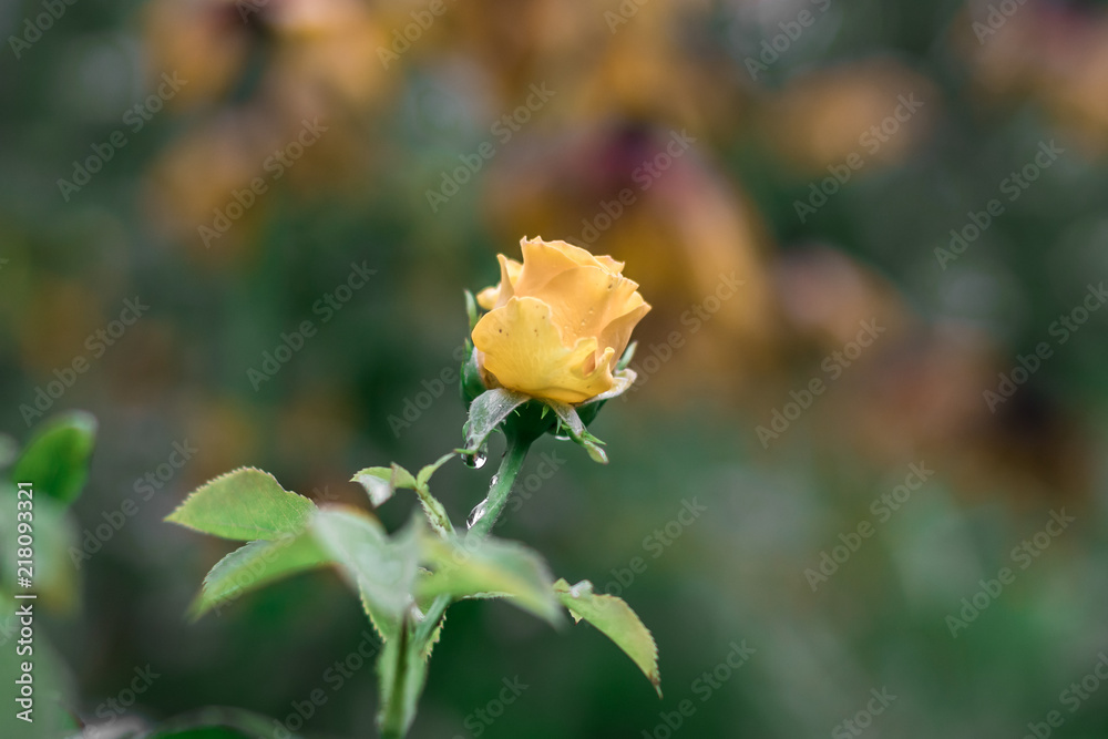 Beautiful yellow rose in the garden after the rain. Blurred background. Beautiful yellow rose in the garden after the rain. Blurred background.