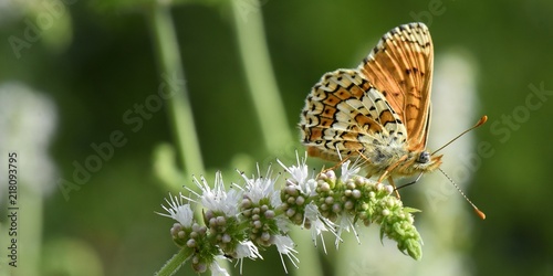 Papillon sur une fleur de menthe sauvage